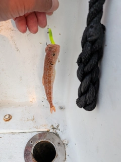 アカエソの釣果