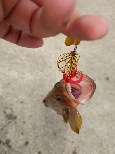 キジハタの釣果