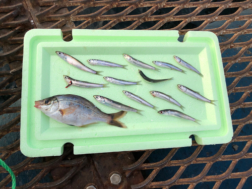 ウルメイワシの釣果