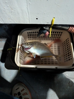カイワリの釣果
