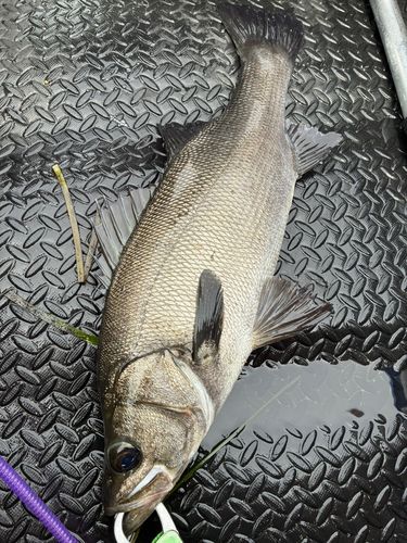 ヒラスズキの釣果