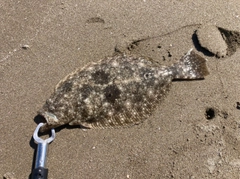 ソゲの釣果
