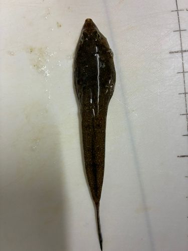 メゴチの釣果