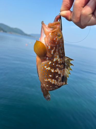 アコウの釣果