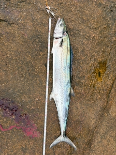 サワラの釣果