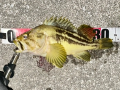 シマソイの釣果