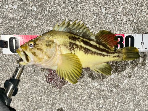 シマソイの釣果