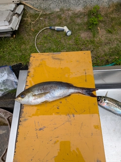 イサキの釣果