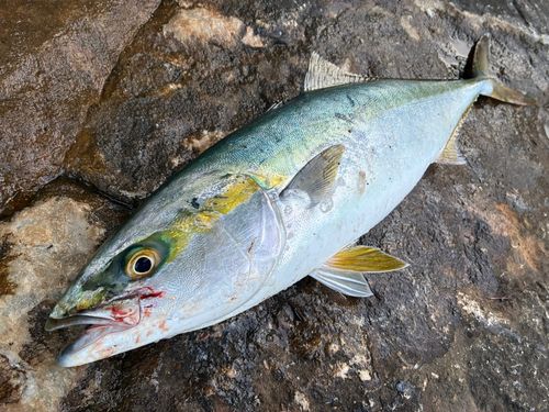 ワラサの釣果