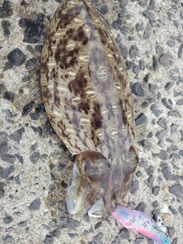 コウイカの釣果