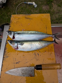 ゴマサバの釣果