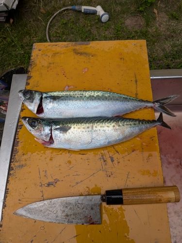 ゴマサバの釣果