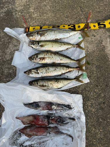 マルアジの釣果