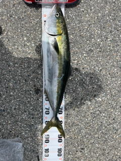 ブリの釣果