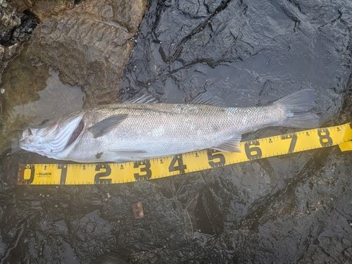 スズキの釣果