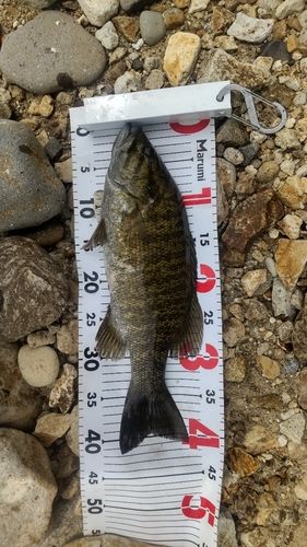 スモールマウスバスの釣果