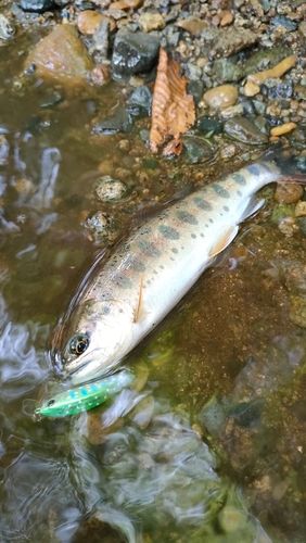 ヤマメの釣果