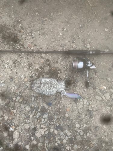 シリヤケイカの釣果