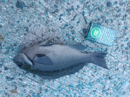 グレの釣果