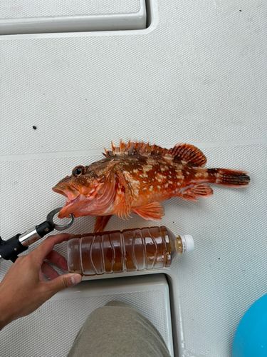ウッカリカサゴの釣果