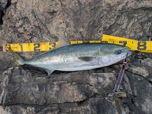 ワラサの釣果
