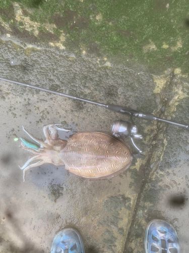 シリヤケイカの釣果