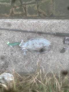 シリヤケイカの釣果