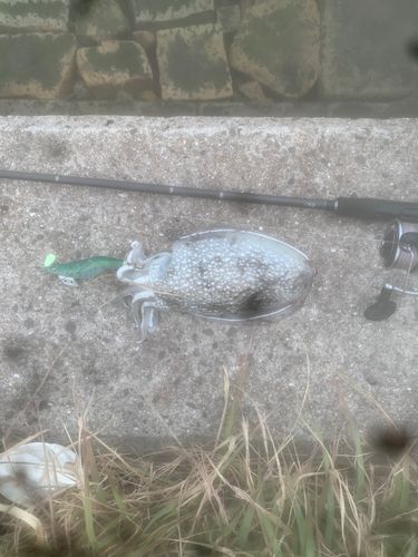 シリヤケイカの釣果