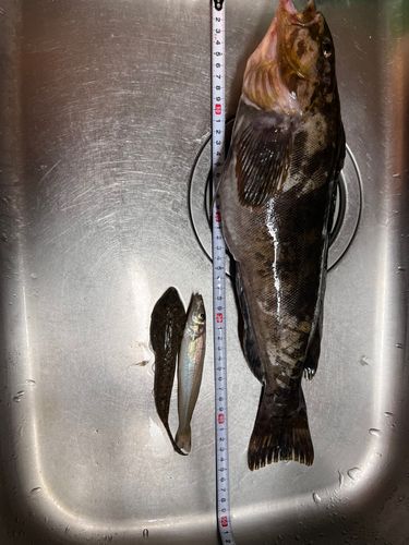 アイナメの釣果