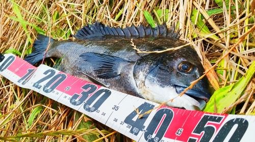 チヌの釣果
