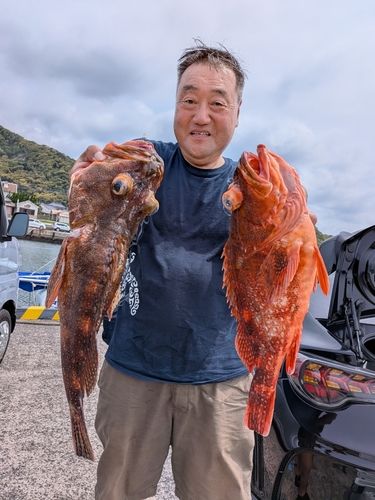 ウッカリカサゴの釣果