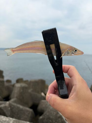 キスの釣果