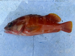 アカハタの釣果
