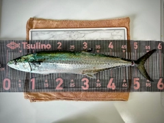 サゴシの釣果