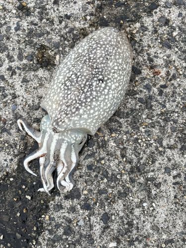 シリヤケイカの釣果