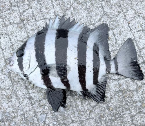 サンバソウの釣果
