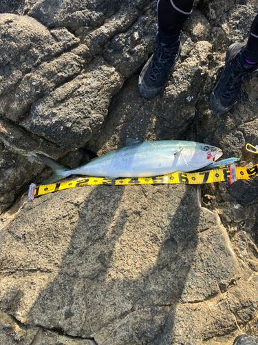 ブリの釣果