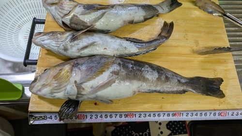 アイナメの釣果