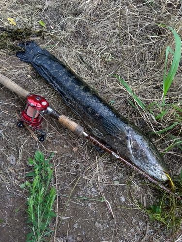 ライギョの釣果
