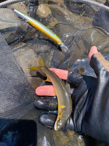 アユの釣果