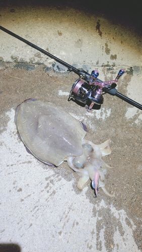 モンゴウイカの釣果