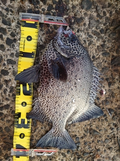イシガキダイの釣果