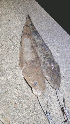 マゴチの釣果