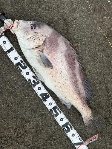 コショウダイの釣果