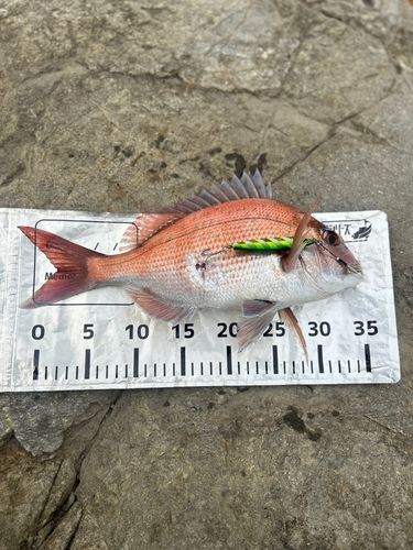 マダイの釣果