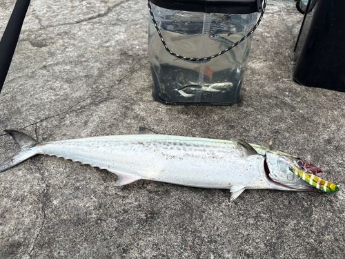 サゴシの釣果