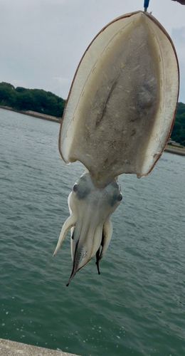 モンゴウイカの釣果