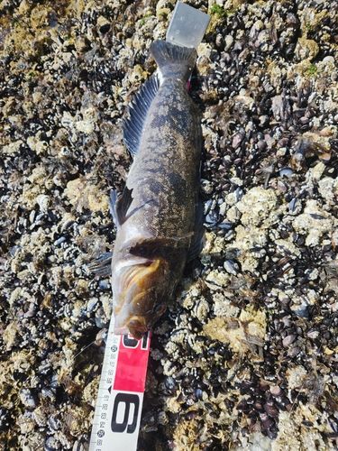 アブラコの釣果