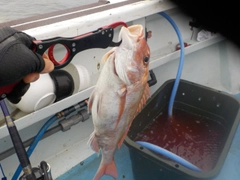 マダイの釣果