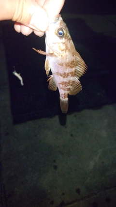 メバルの釣果